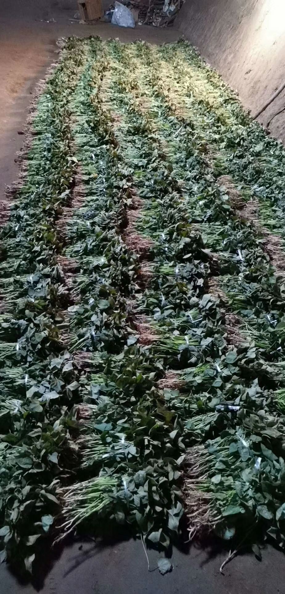 夏津县紫薯种  紫薯苗 茎粗壮叶肥厚，晾晒时间长，易活！