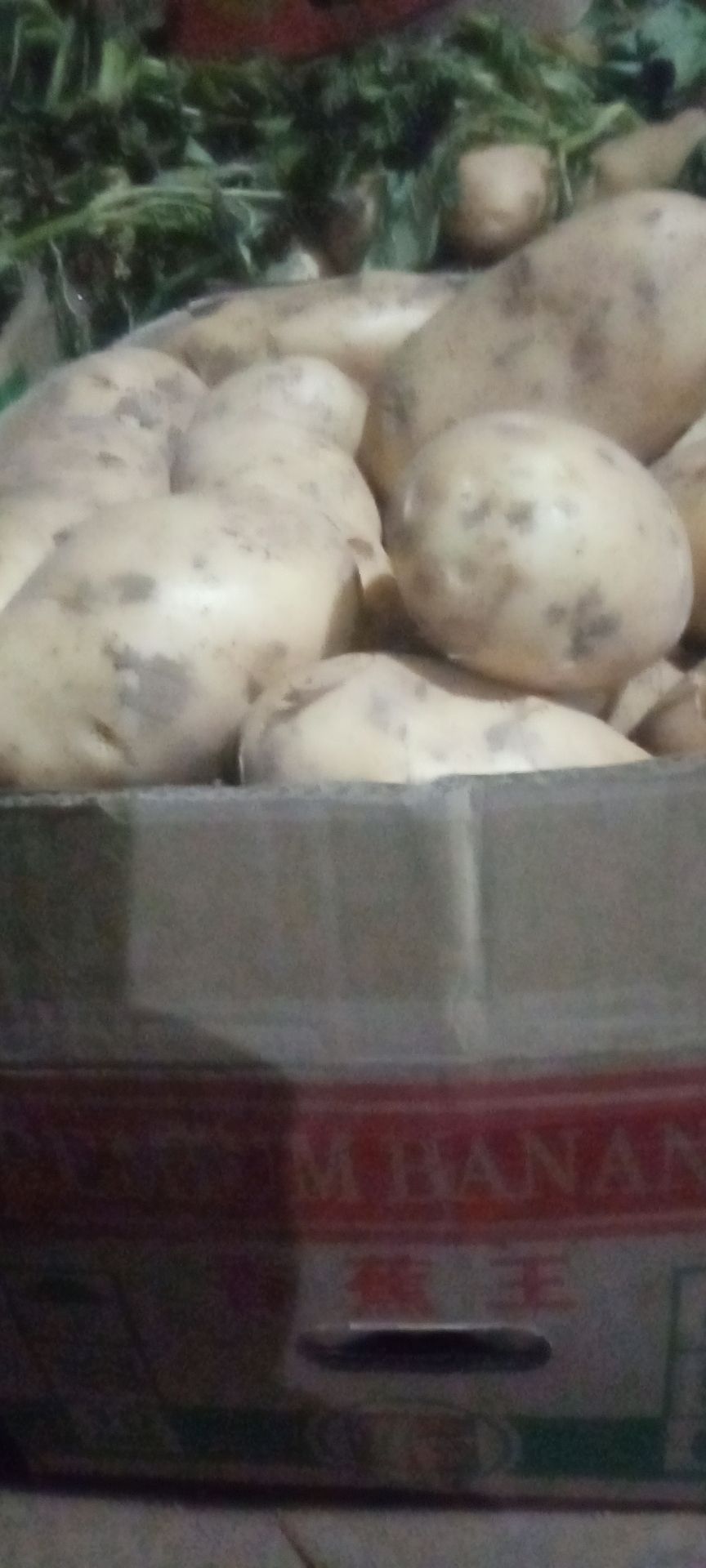 精品土豆，产地直供