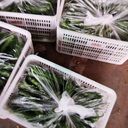 定兴县 精品尖椒