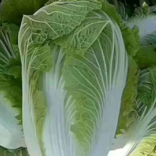 通许县黄心大白菜  白菜 净菜 提供各种包装 一件代发 可供出口