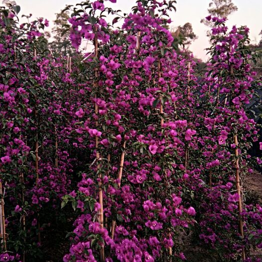 宜宾紫花三角梅