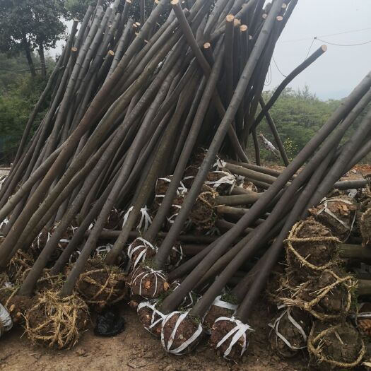 澧县 黄山栾树
