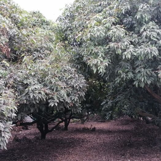 广州桂味荔枝 广州增城桂味，味美价优