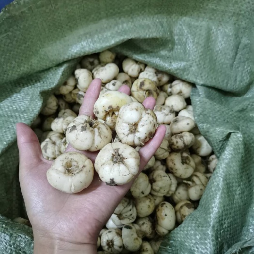 奉节 川贝母