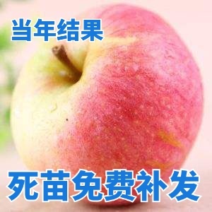 国光苹果树苗 现挖苗,根系发达,成活率高,口感好,免费技术支持。