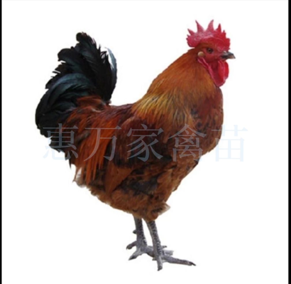 乌骨鸡苗  快大型麻乌鸡苗 大种麻乌鸡苗 青脚乌肉鸡苗