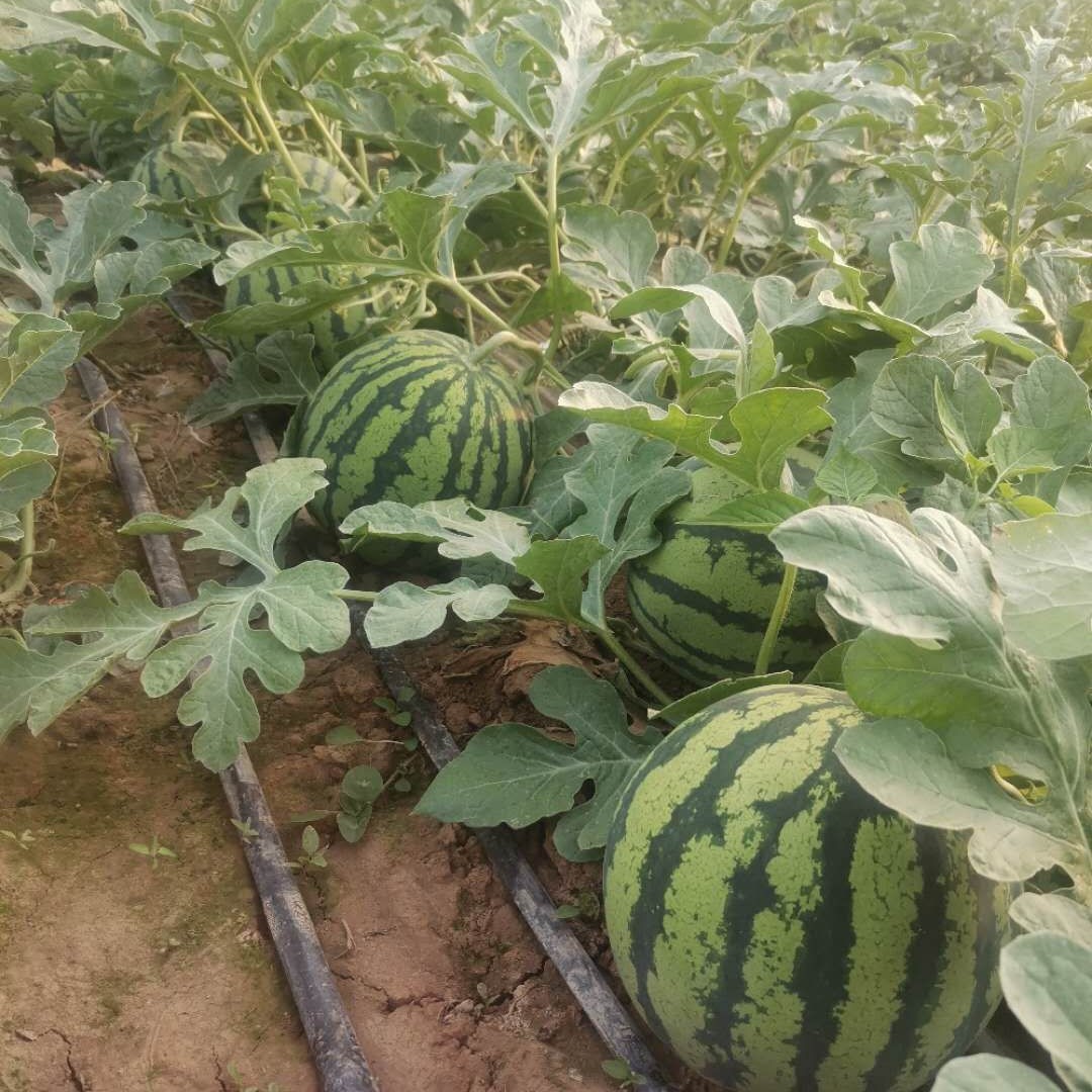 8424西瓜 8424，大量上市中