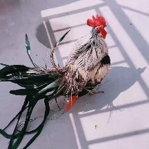 嘉祥县 长尾鸡