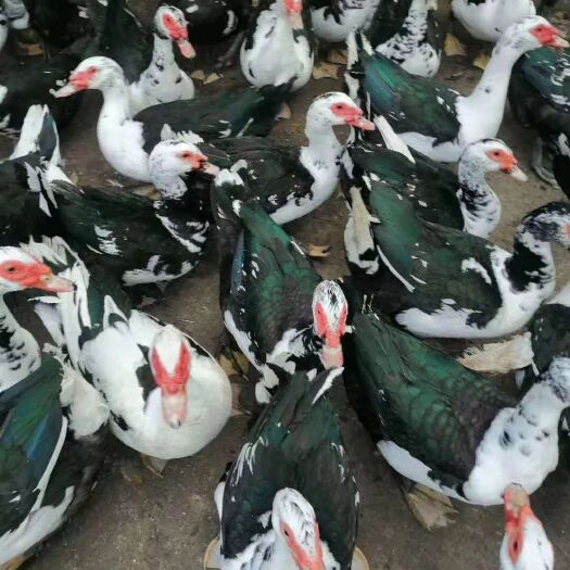 南宁鸭苗黑番鸭苗