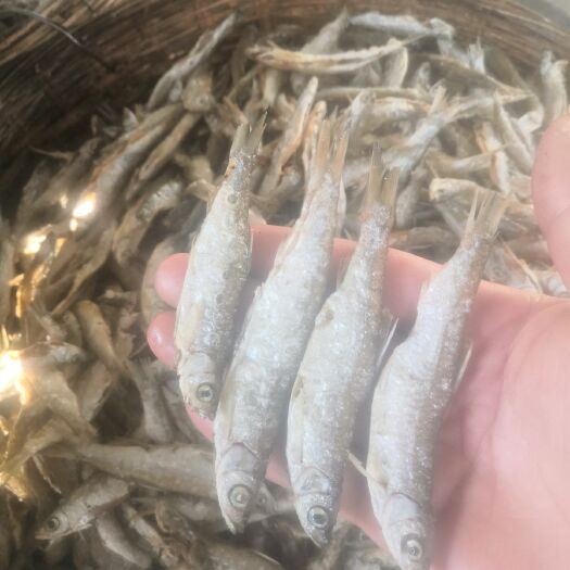 玉林小鱼干 蓝刀鱼！开肚油炸