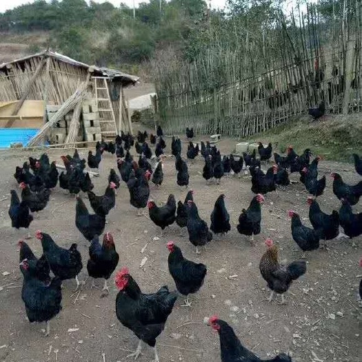 衡阳黑鸡苗 黑羽高产包打液氮马立克包运输存活
