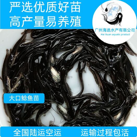 广州 大口鲶鱼苗 南方大口鲶 杂交大口鲶鱼苗快大高产抗病毒