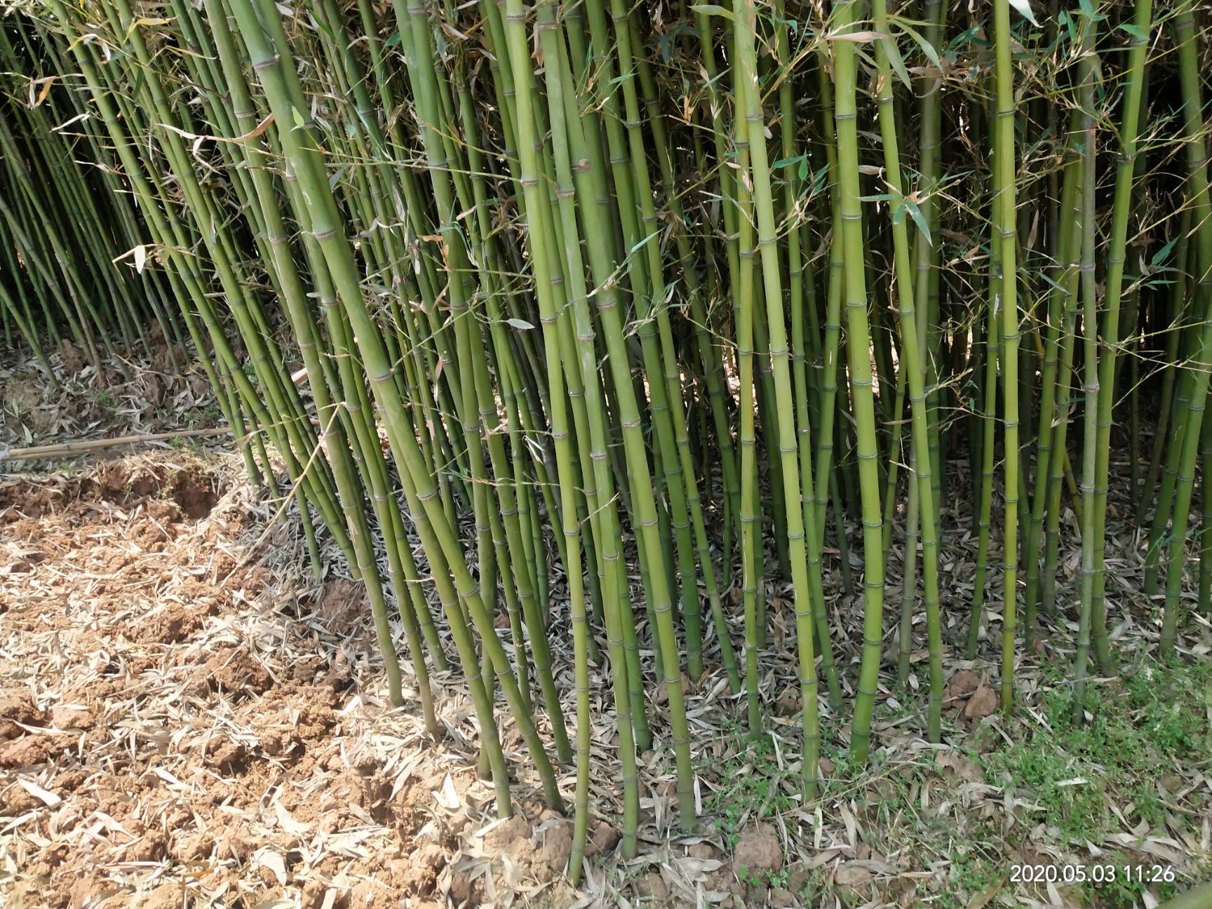 青皮竹苗 移植苗好栽好活，保质保量，大量供应，