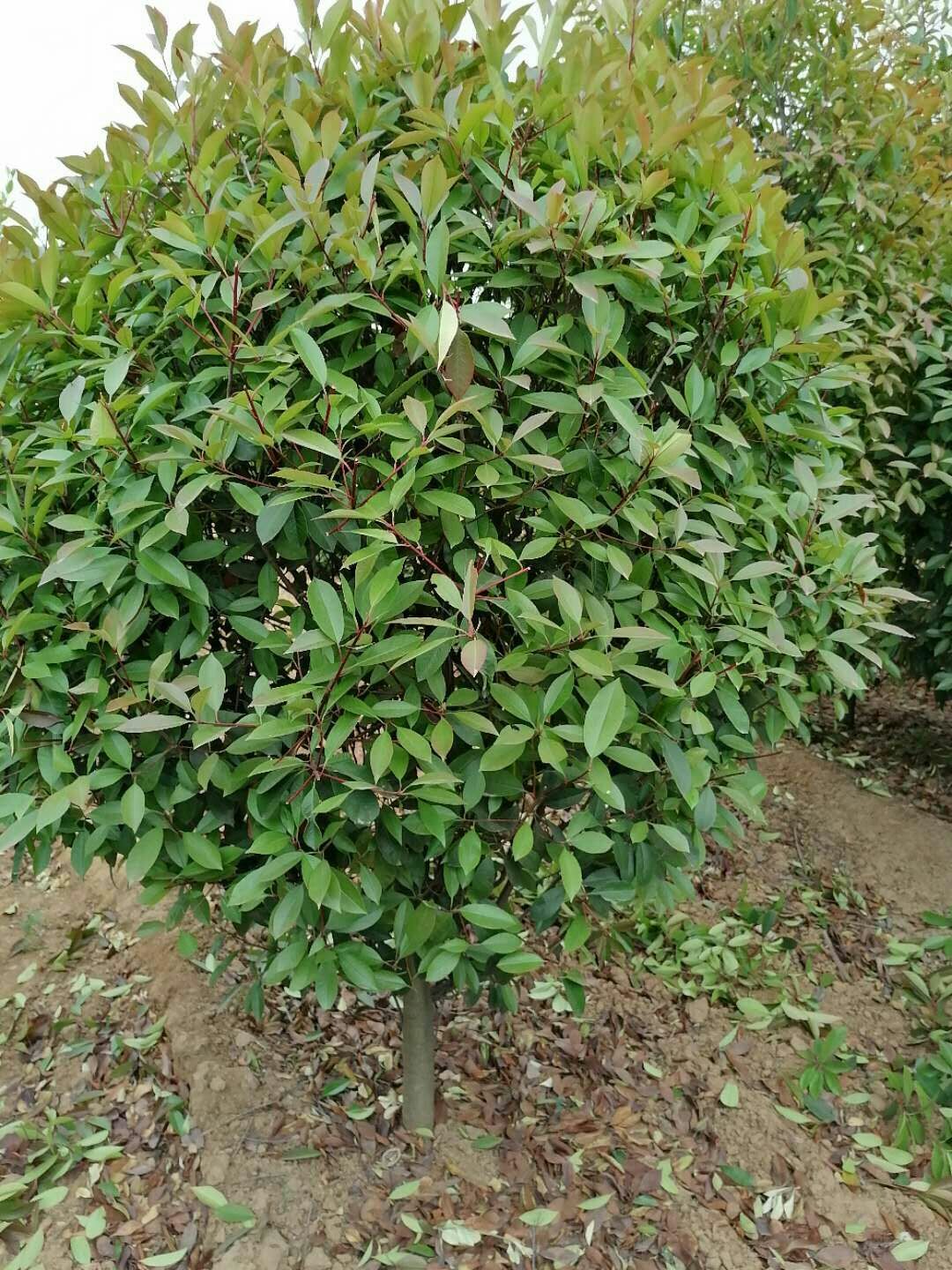  自家苗圃200亩，主要产品为各种规格的大叶黄杨球及绿篱用苗