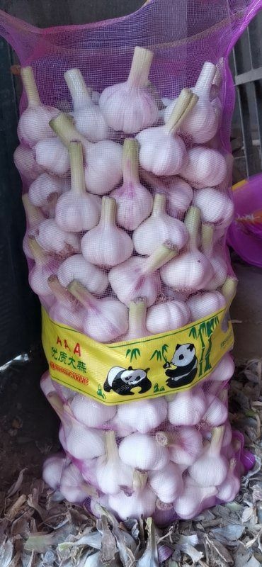 红皮蒜  新鲜大蒜大量上市！基地种植，商超优选，需要联系！