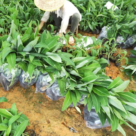 南宁 香蕉苗粉蕉苗、芭蕉种苗、红香蕉苗、大粉蕉苗、巴西蕉苗，香蕉苗