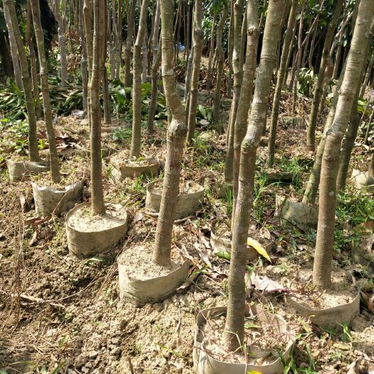 钦州金煌芒果苗 袋苗金煌芒，台农苗预定中