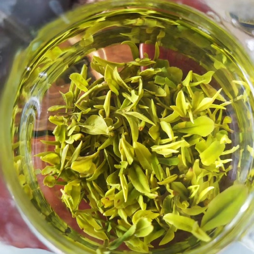 日照日照绿茶 春茶头茬芽一芽一