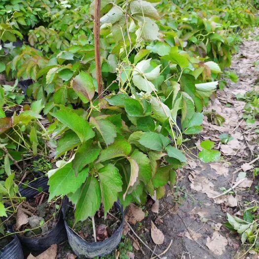 成都 爬山虎~藤本植物爬山虎