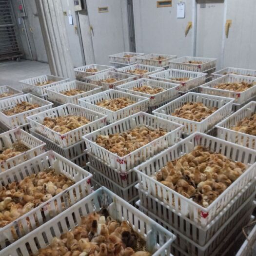 南陵县青脚黄羽土鸡苗