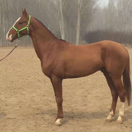 萌宠矮马 德保矮马 旅游骑乘矮马 小孩骑乘的马 应有尽有
