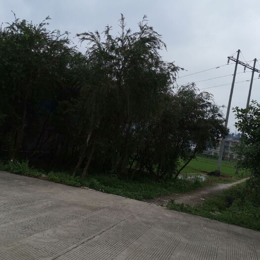 平南县红千层