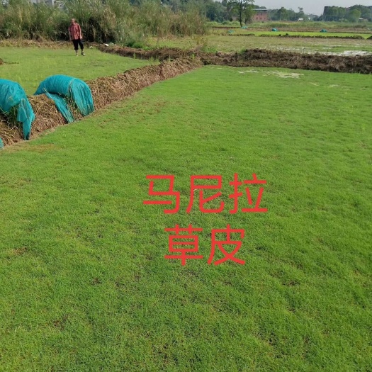 东安县马尼拉草皮 马尼拉草评