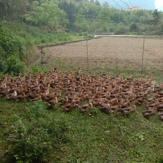 重庆市 销售土鸡土鸭