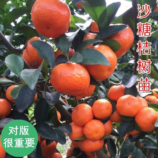 灵山县沙糖桔苗 优质沙糖桔果苗可带土带叶发货