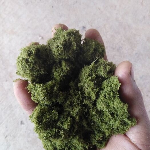 贵港青贮类饲料 巨菌草加工发酵草粉，猪，羊，鸭，鸡，柔丝粉料饲料