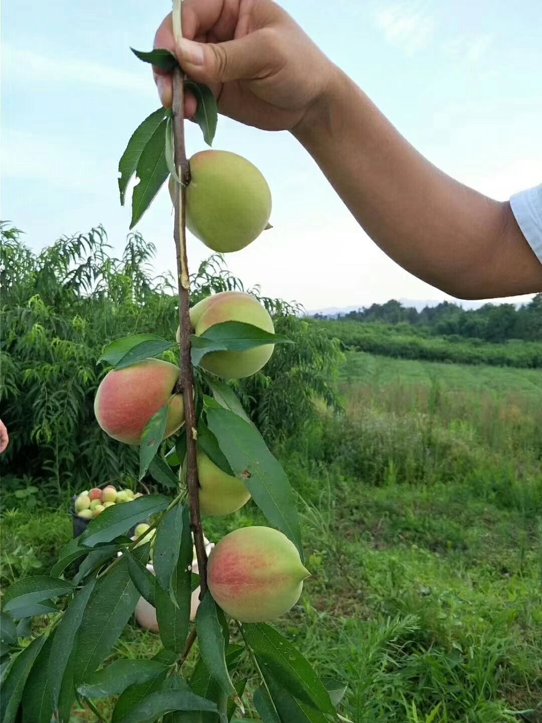 鷹嘴蜜桃 廣東連平鷹嘴水密桃