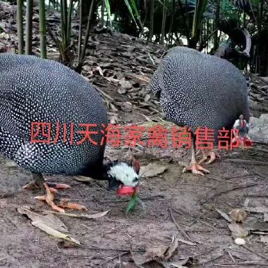沐川县珍珠鸡苗 统货