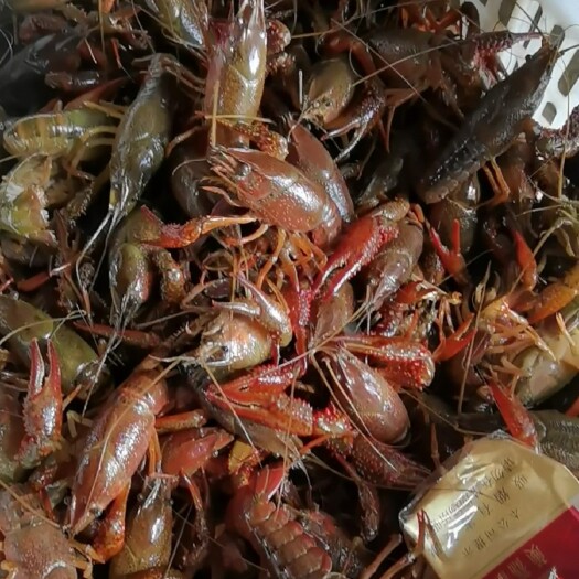 江陵县清水小龙虾 中青4-6钱