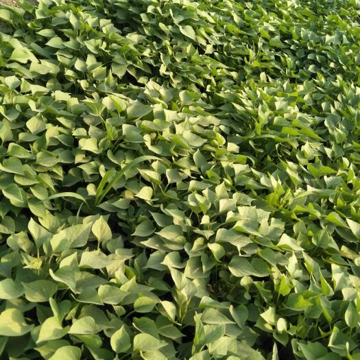 夏津县济薯26号红薯苗 济薯26