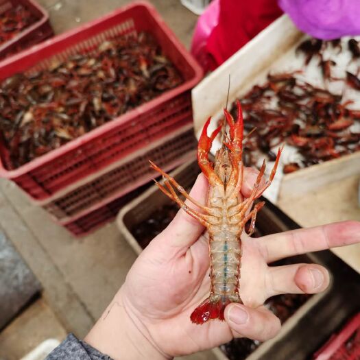 桂林清水小龙虾 湖北清水虾，肉质Q弹，中青4-6钱