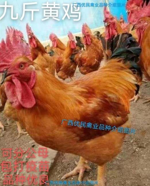 南宁 鸡苗九斤黄鸡苗，质量保证