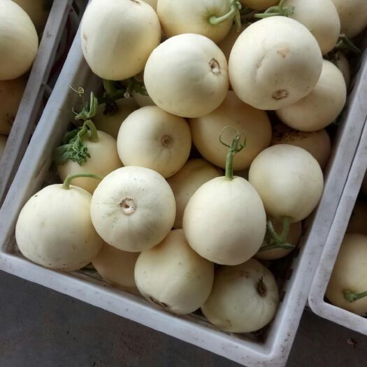 砀山县白玉甜瓜 白瓜，皮薄，翠甜，基地直供
