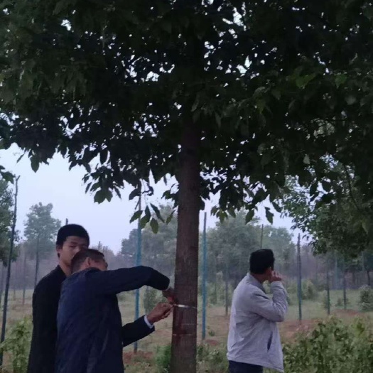 孝昌县全冠香樟 质量是生存，思路决定前途！