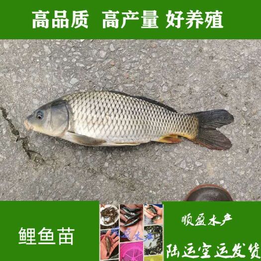 广州 鲤鱼苗 建鲤鱼苗 快大效益好
