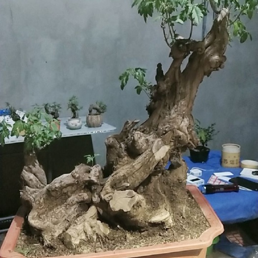 昌黎县根雕 精品大桩漂亮
