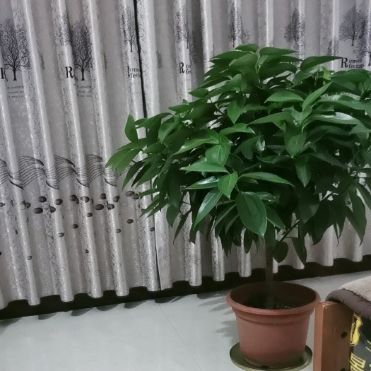 遂溪县平安树盆栽