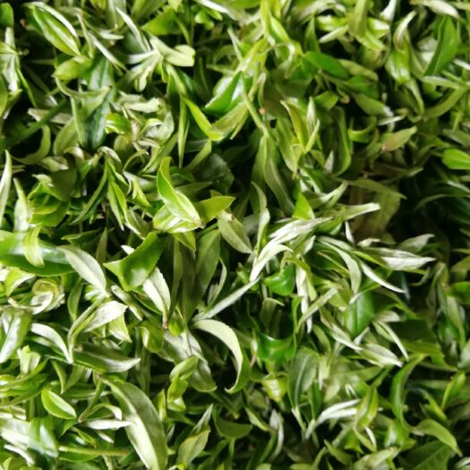 灵山县灵山绿茶 自种自产、质量保证、做放心产品
