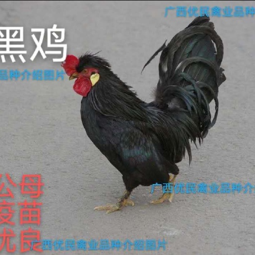 南宁 鸡苗五黑鸡苗，质量保证，出厂打好第一次疫苗