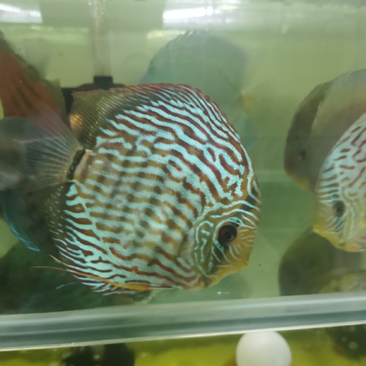 巢湖七彩神仙鱼