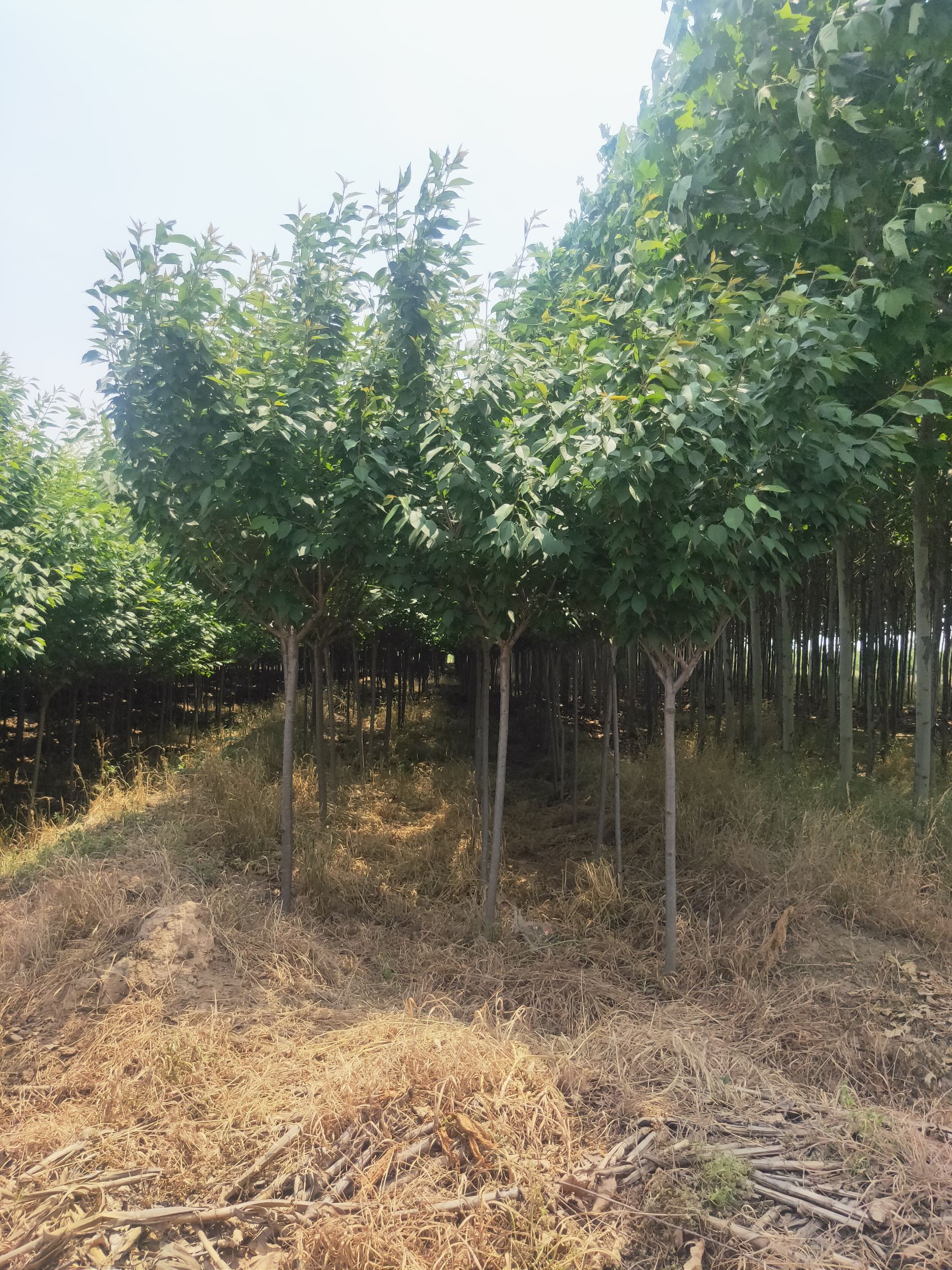  日本晚樱3/4公分量大