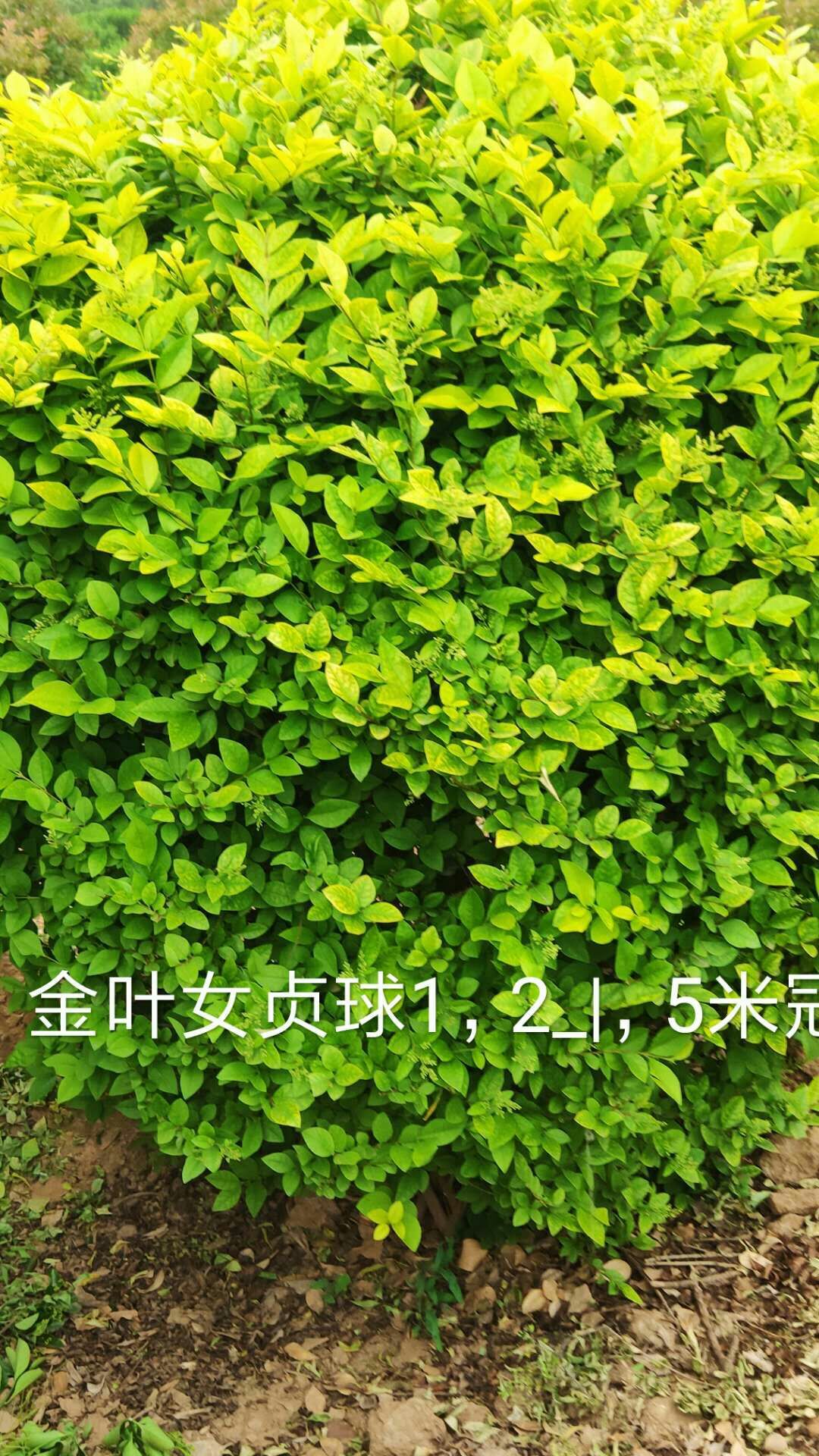  自家苗圃200亩，主要产品为各种规格的大叶黄杨球及绿篱用苗