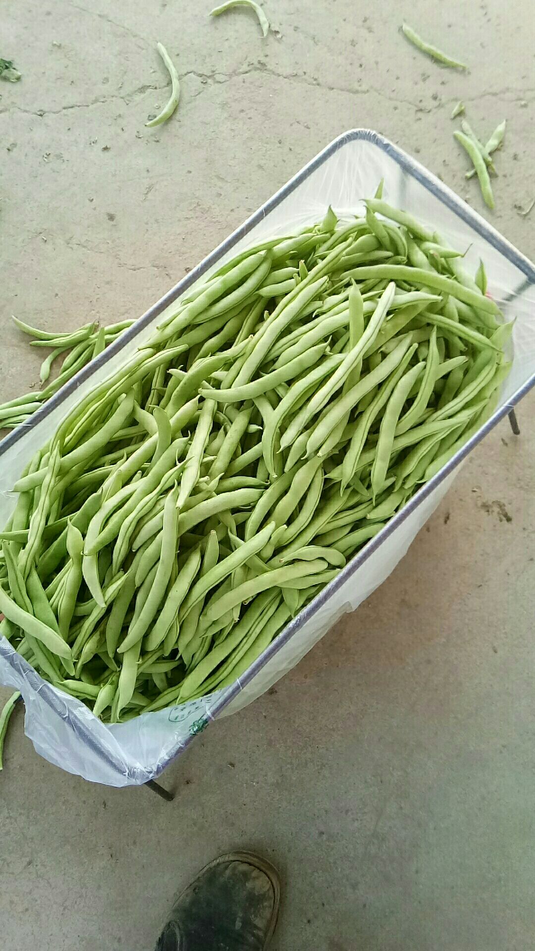 精品九粒白芸豆