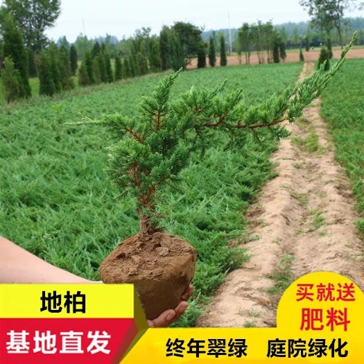 沙地柏  保成活，保结果，90天超长售后服务，死苗补发。