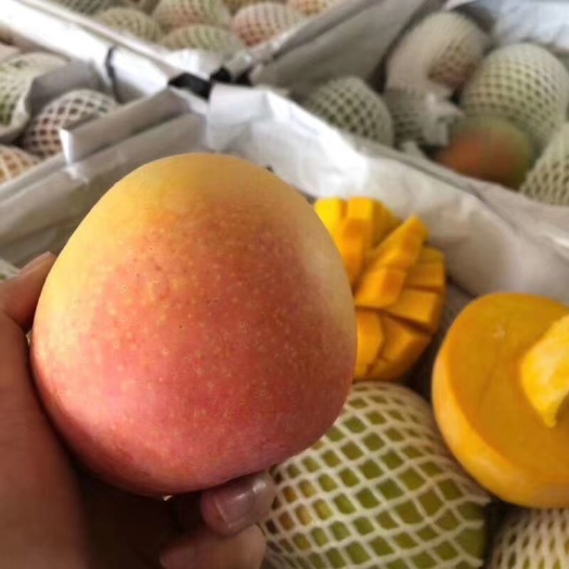 天津 大澳芒
