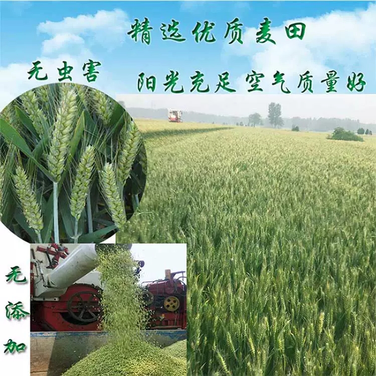怀远县小麦芽 2020年青麦仁